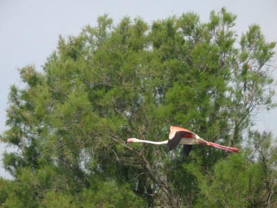 Camargue-Parc-Ornithologique