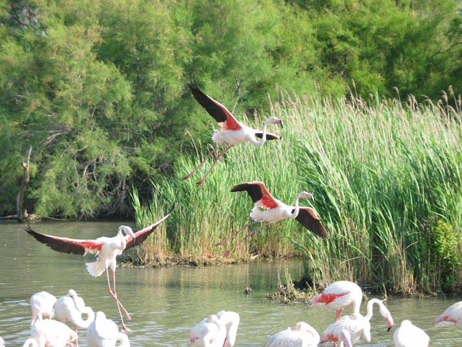 flamingos-in-the-Camargue